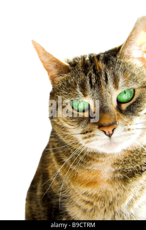 Un adorabile green eyed cat stiing su un davanzale Foto Stock