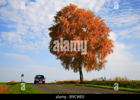 Birchtree e street in autunno Foto Stock