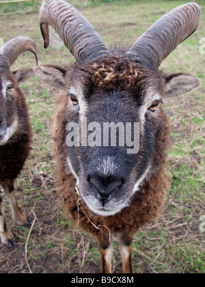 'Pecora Soay' Foto Stock