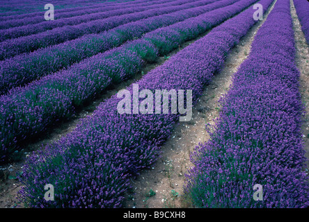 Campo di Norfolk di lavanda in fiore Foto Stock