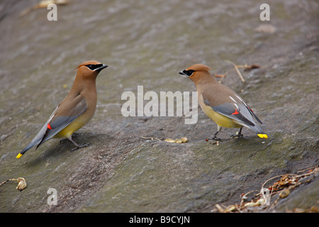 Il Cedar Waxwing Bombycilla cedorum cedorum coppia su roccia Foto Stock