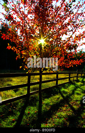 Un autunno sunrise proveniente attraverso il crimson foglie di un albero di acero su Cortes Island. Foto Stock