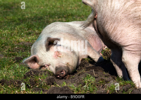Il maiale in piedi in un campo con la sua estremità posteriore su un dormire suino Foto Stock