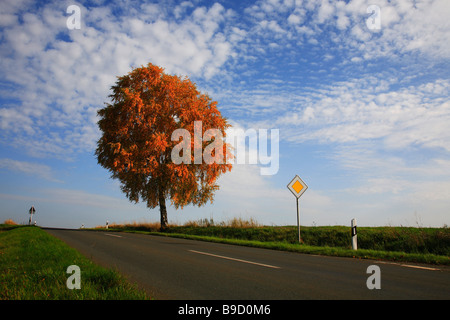 Birchtree e street in autunno Foto Stock