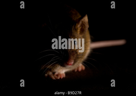 Mouse Foto Stock