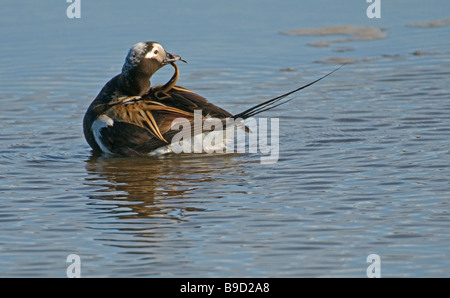 Lunga coda di anatra Clangula hyemalis drake preening. Spitsbergen. Giugno. Foto Stock