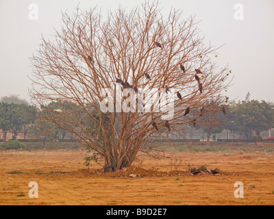 Un albero sfrondato, casa di un gran numero di uccelli di grandi dimensioni nel mezzo di una messa a terra. La regione intorno all'albero è stato cancellato. Foto Stock