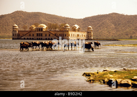 Rajasthan bufalo indiano di acqua nel lago a Jal Mahal di Jaipur Foto Stock