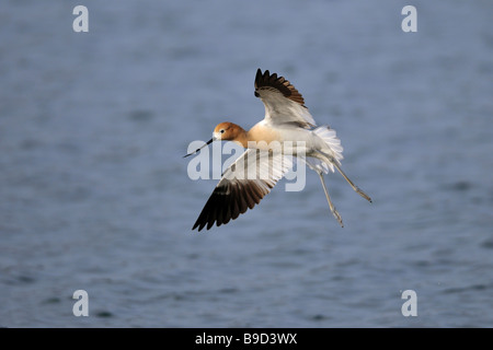 American Avocet in volo Foto Stock