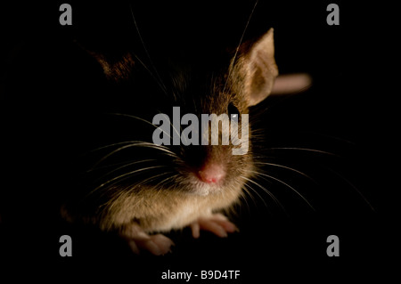 Mouse Foto Stock