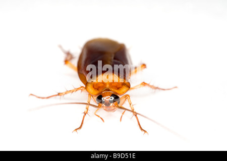 AMERICAN scarafaggio Periplaneta americana Foto Stock