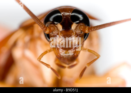 AMERICAN scarafaggio Periplaneta americana Foto Stock