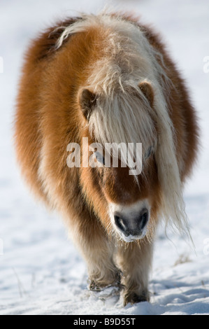 Miniatura pony Shetland in snow REGNO UNITO Foto Stock