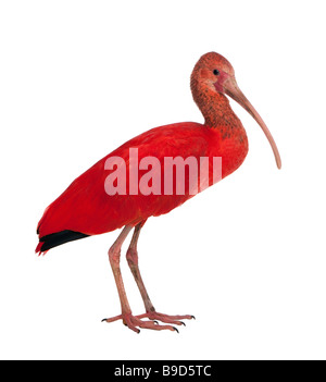 Scarlet Ibis Eudocimus ruber davanti a uno sfondo bianco Foto Stock