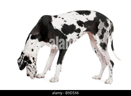 Harlequin Great Dane 4 anni davanti a uno sfondo bianco Foto Stock