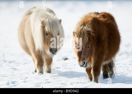 Miniatura pony Shetland in snow REGNO UNITO Foto Stock