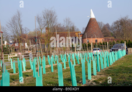 I nuovi vigneti piantati a vigneto a Tenterden a piccole Hythe Kent South East England Regno Unito Foto Stock