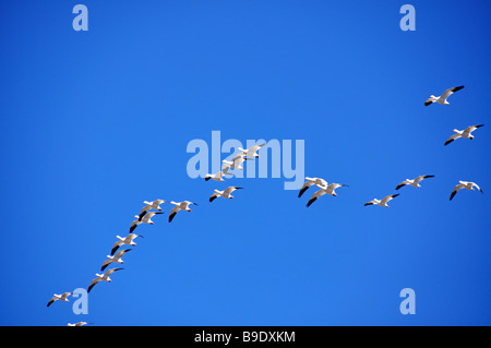 Le oche delle nevi battenti di fronte un perfetto cielo blu Foto Stock