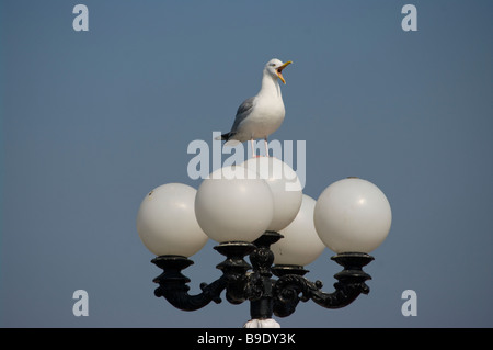 Seagull gabbiano con un becco aperto in piedi arroccato su una strada ornamentali Lampada lamp post Foto Stock