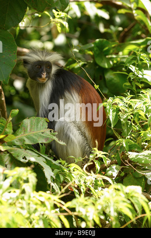 Zanzibar Red Colobus in Jozani Chwaka Bay area di conservazione Foto Stock