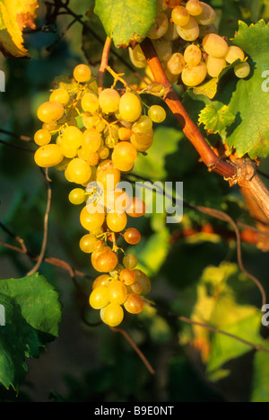 Uve sulla vite in Toscana. Grappolo bianco maturo di uve in un vigneto di campagna italiano. Agricoltura e industria vinicola in Italia. Foto Stock