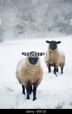 Una coppia di nero di fronte ovini in una coperta di neve campo nella campagna inglese Foto Stock
