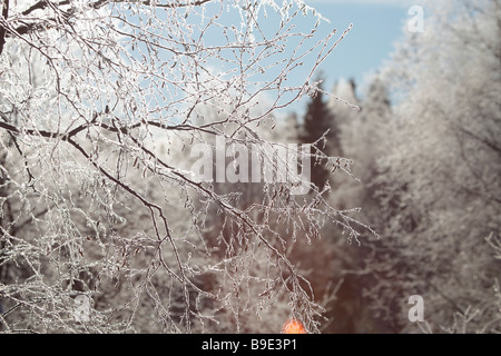 Raureif auf einer Birke (Betula). Brina coperto betulla. Givre sur bouleau Foto Stock