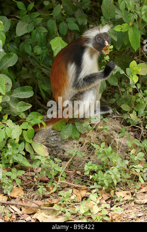 Zanzibar Red Colobus in Jozani Chwaka Bay area di conservazione Foto Stock