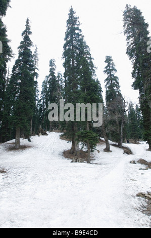 Gli alberi su una coperta di neve paesaggio, Khilanmarg, Gulmarg, Jammu e Kashmir India Foto Stock