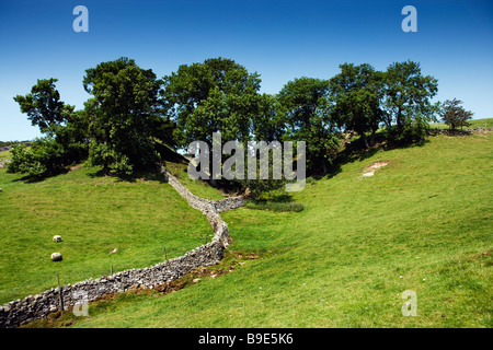 Le dolci colline e valli verdi di Swaledale tarda estate in agosto, Hawes " Yorkshire Dales' Inghilterra REGNO UNITO Foto Stock