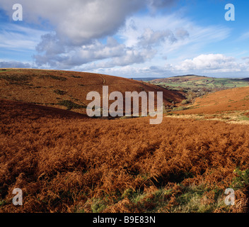 Green Combe vicino alla frazione di Lettaford nel Parco Nazionale di Dartmoor, Chagford, Devon, Inghilterra. In lontananza si trova Meldon Hill Foto Stock