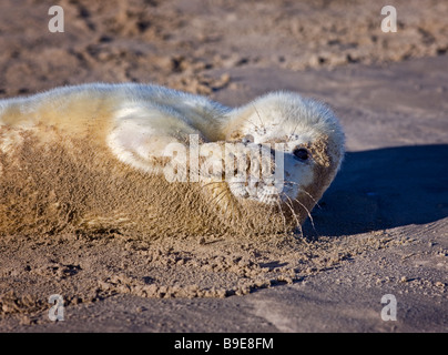 Halichoerus grypus, guarnizione grigio pup. Lincolnshire Dicembre 2008 Foto Stock