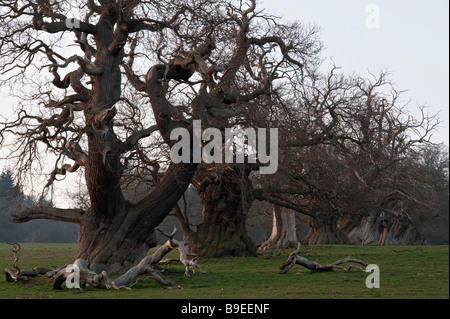 Il castello di Croft, Herefordshire, UK. Il famoso viale di antiche spagnolo di castagne, detto a data da 1592 Foto Stock