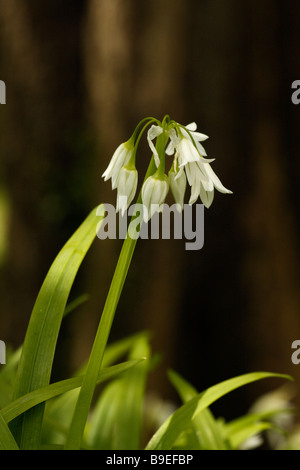 Tre-angolato Porro, Allium triquetrum, in fiore Foto Stock