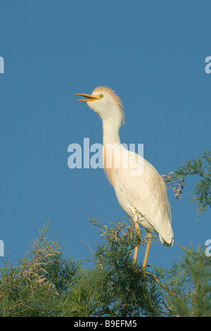 Airone guardabuoi appena cominciando a mostrare il piumaggio di allevamento (ma non ancora su lores e becco), arroccato in un sale albero di cedro. Foto Stock