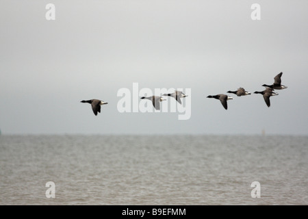 Un gregge di sette Brent Oche, Branta bernicla, in volo sopra il mare Foto Stock