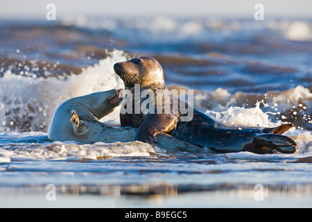 Halichoerus grypus, guarnizione grigio coppia bonding. Lincolnshire Dicembre 2008 Foto Stock