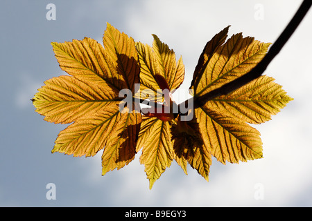 Foglie retroilluminato di un sicomoro, Acer pseudoplatanus, visto dal di sotto Foto Stock