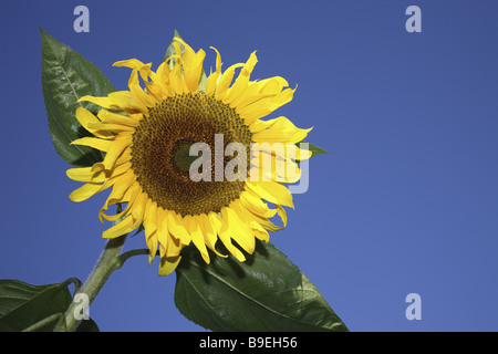 Girasole grande contro il cielo blu Foto Stock