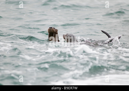 Lontra marina Lontra felina Foto Stock