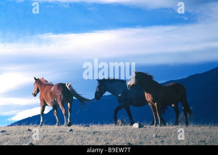 Una mandria di Free Roaming cavalli selvaggi in esecuzione in un campo, Cariboo Chilcotin Regione, BC, British Columbia, Canada Foto Stock