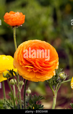 Il ranunculus in fiore a campi di fiori a Carlsbad, in California. Foto Stock