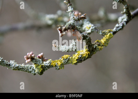 Giallo, Lichene Xanthoria parietina, che cresce su un ramo di albero Foto Stock