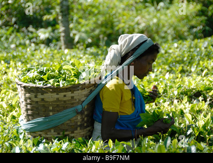 Una signora raccoglie foglie e germogli di piante di tè (Camellia sinensis assamica) in una piantagione nei pressi di Kaziranga. Foto Stock