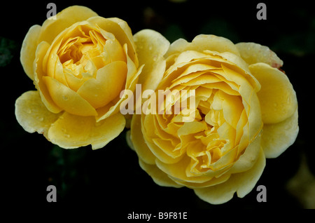 Charlotte un David Austin, rosa inglese Foto Stock