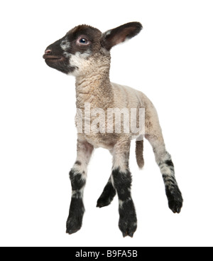 In bianco e nero di agnello a 15 giorni di fronte a uno sfondo bianco Foto Stock