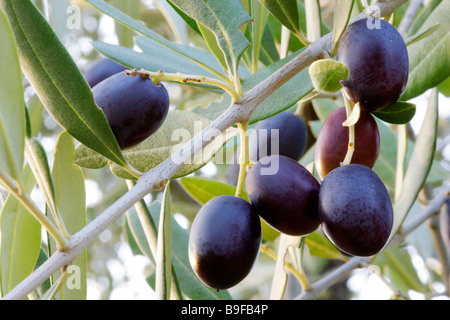 Close-up di olive nere (Olea europaea) su albero Foto Stock