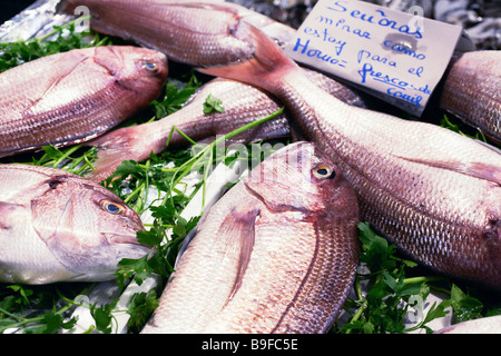 Close-up di pesce crudo su foglie di coriandolo Foto Stock