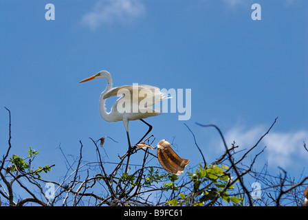 Basso angolo di vista grande airone bianco (Casmerodius Albus) appollaiate sul ramo, Venezuela Foto Stock