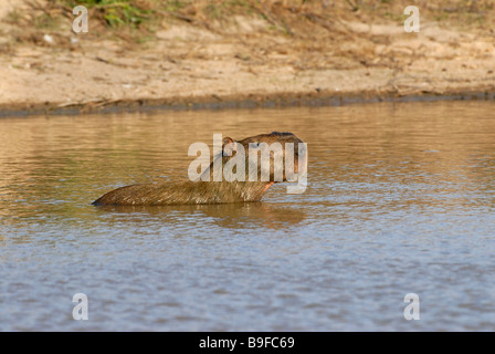 La cavia nel fiume, Venezuela Foto Stock